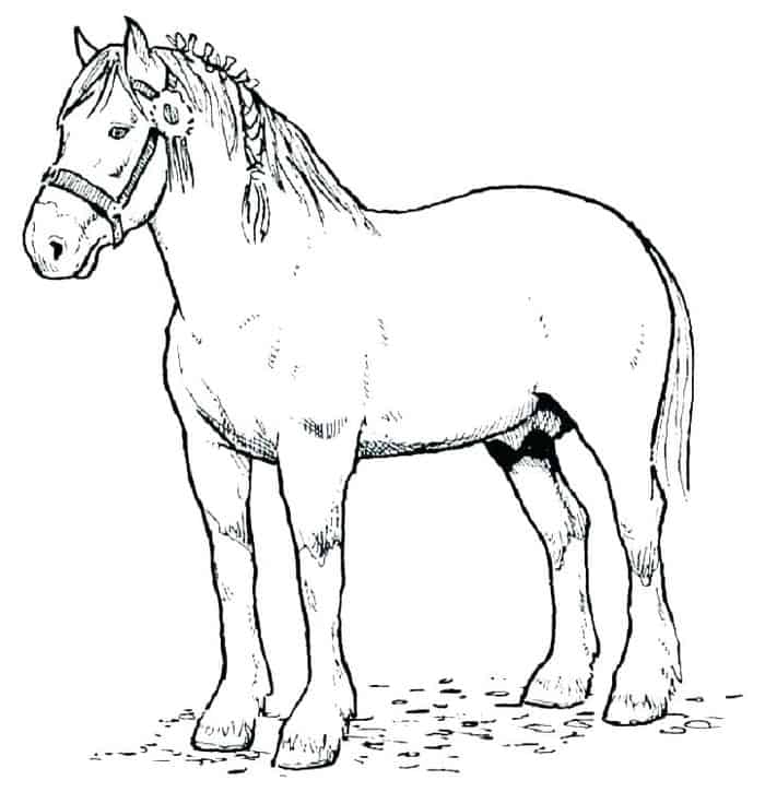 Realitit Horse Image To Color