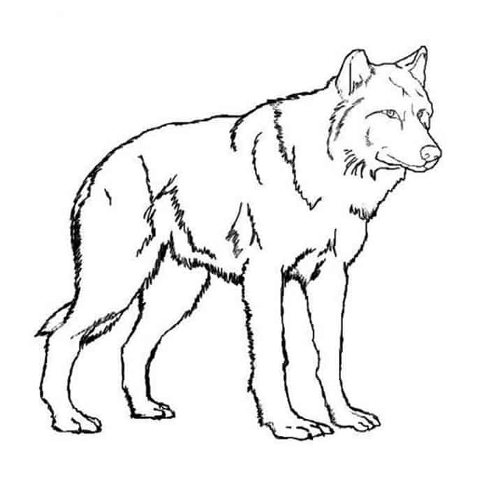 Red Wolf Coloring Pages