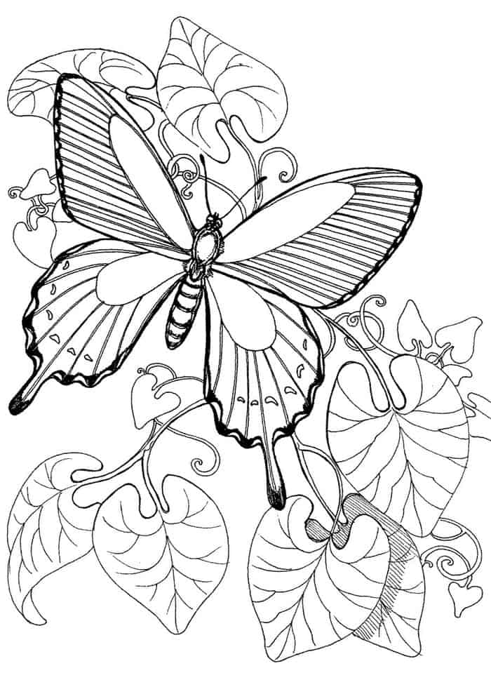 Spring Butterfly Coloring Pages