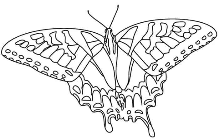 Swallowtail Butterfly Coloring Pages