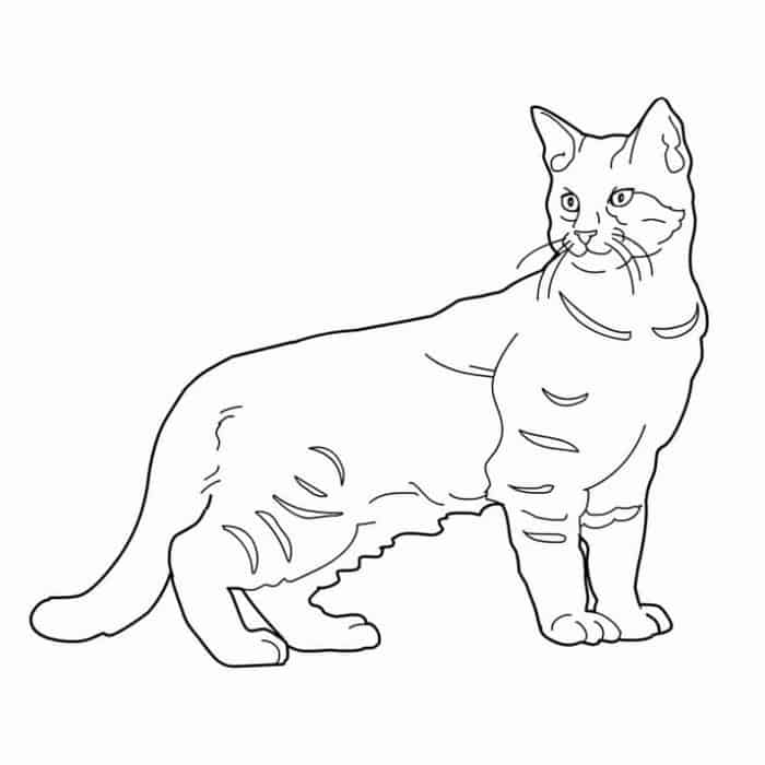 Tabby Cat Coloring Pages