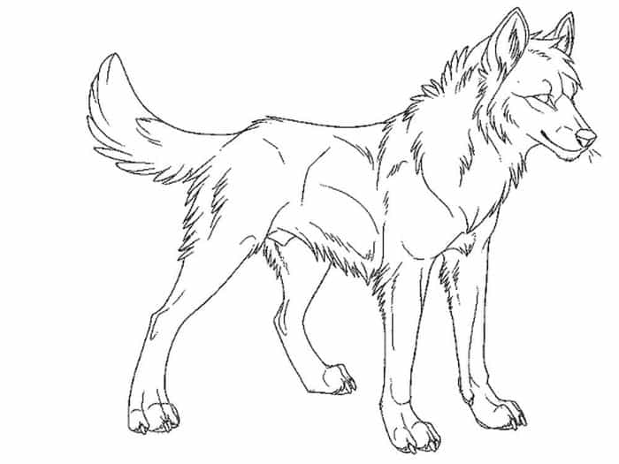 Wolf Coloring Pages Male