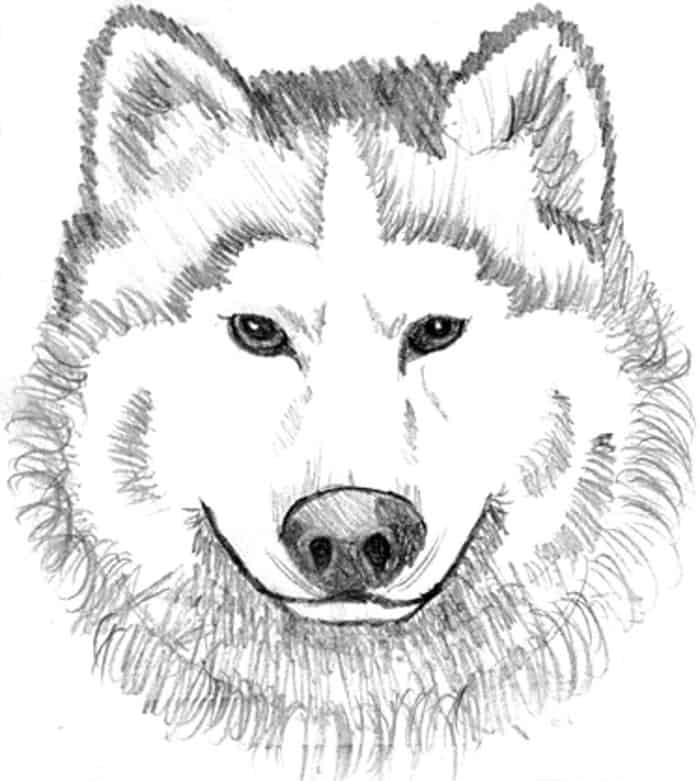 Wolf Face Coloring Pages