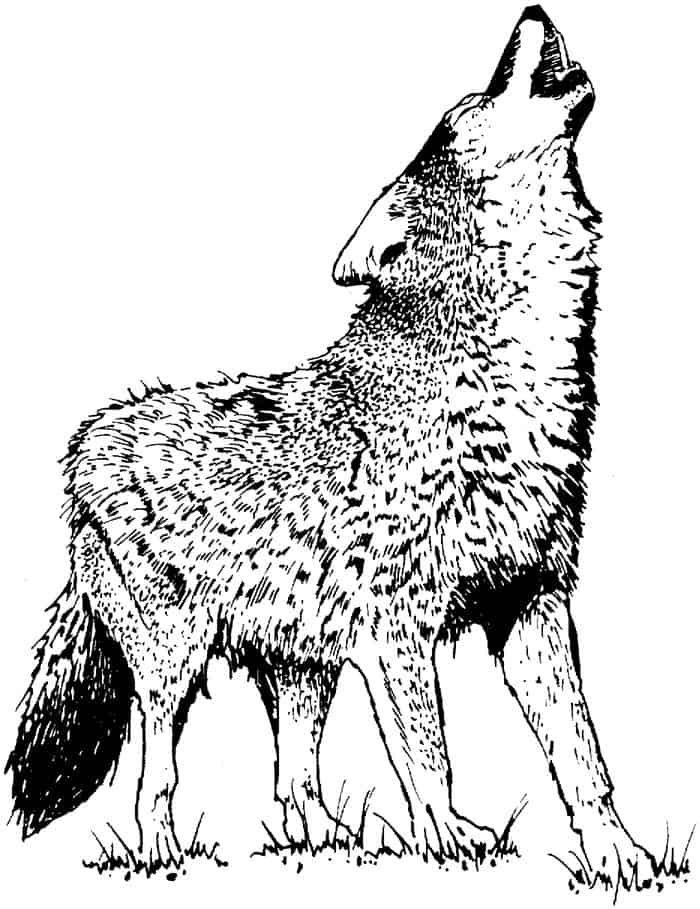 Wolf Howling Coloring Pages