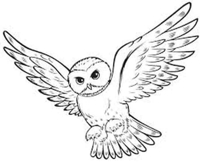 Harry Potter Owl Coloring Pages