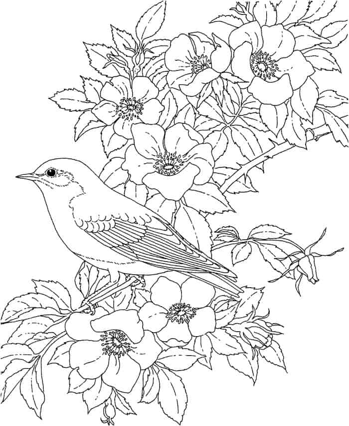 Adult Bird Coloring Pages