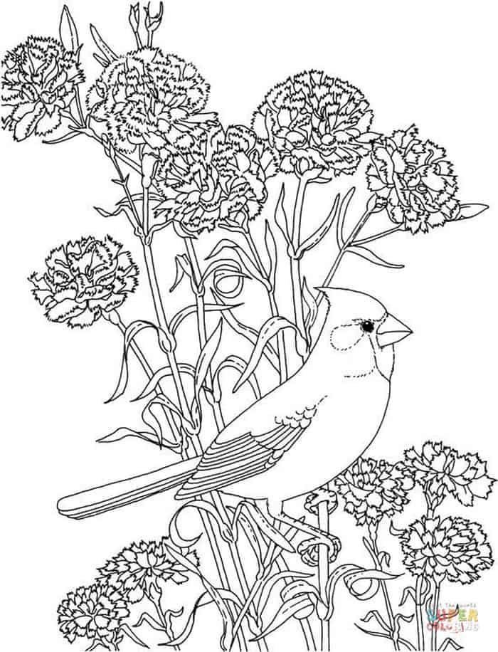 Bird Adult Coloring Pages