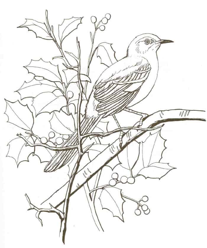 Bird Coloring Pages Adult
