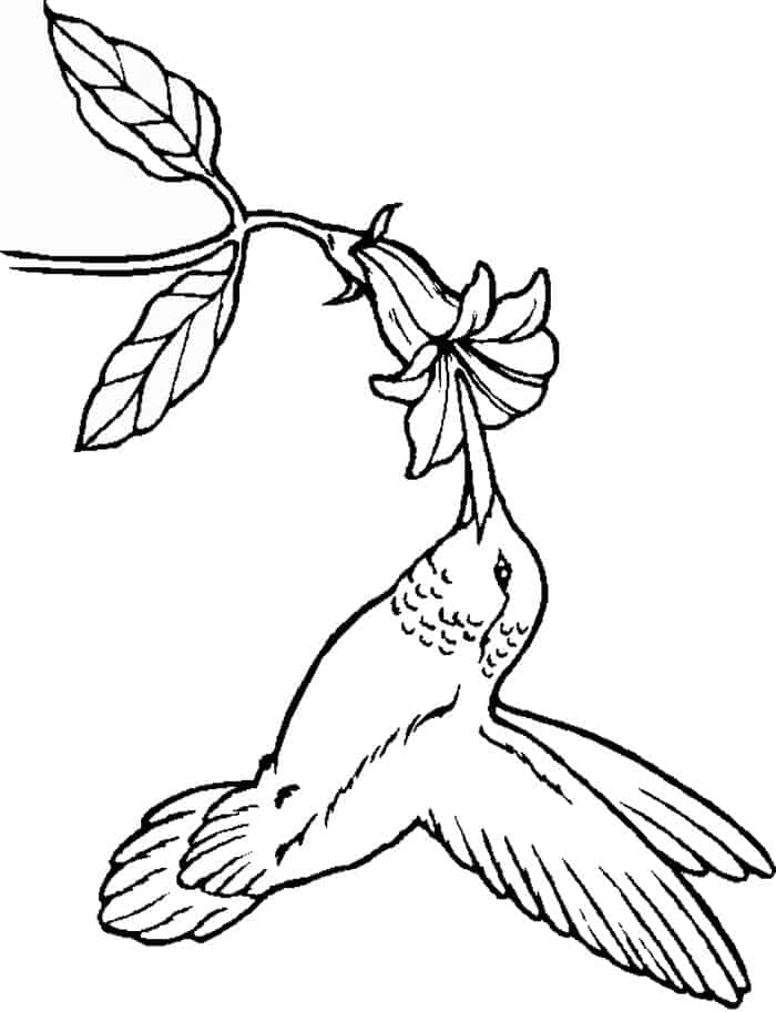 Bird Coloring Pages Free
