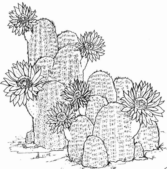 Cactus Adult Coloring Pages Printable