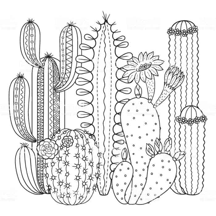 Cactus Adult Coloring Pages
