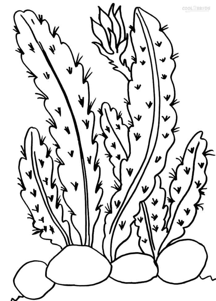 Coloring Pages Barrel Cactus