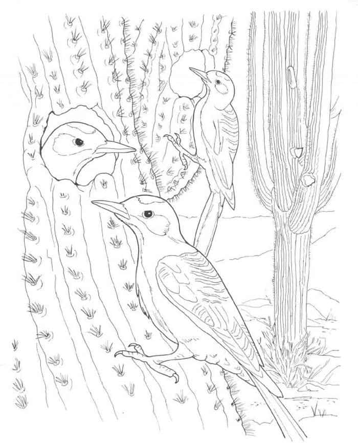 Coloring Pages Cactus Quotes