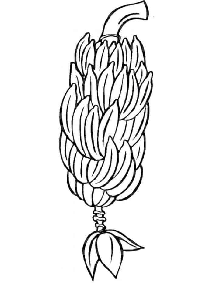 Coloring Pages Of Banana Trees