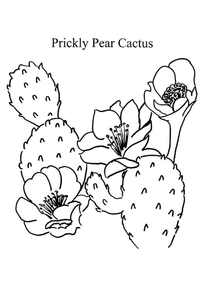 Coloring Pages Pancake Prickly Pear Cactus