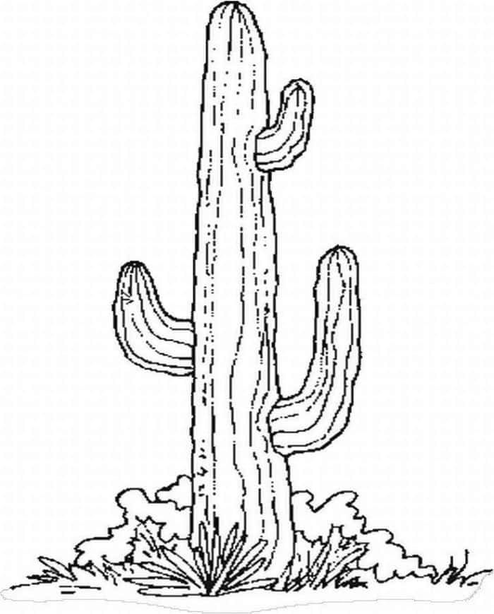 Free Printable Coloring Pages For Adults Cactus