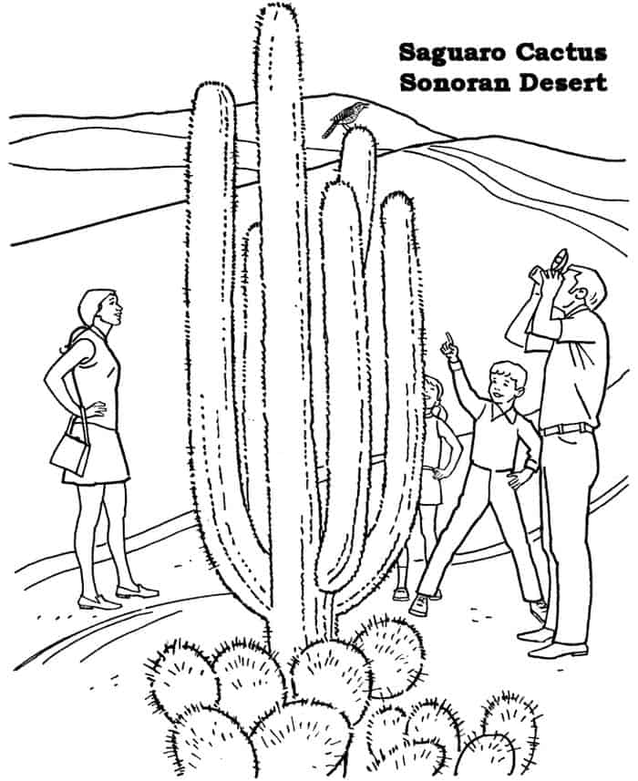Free Saguaro Cactus Coloring Pages