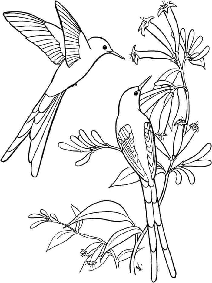 Humming Bird Coloring Pages