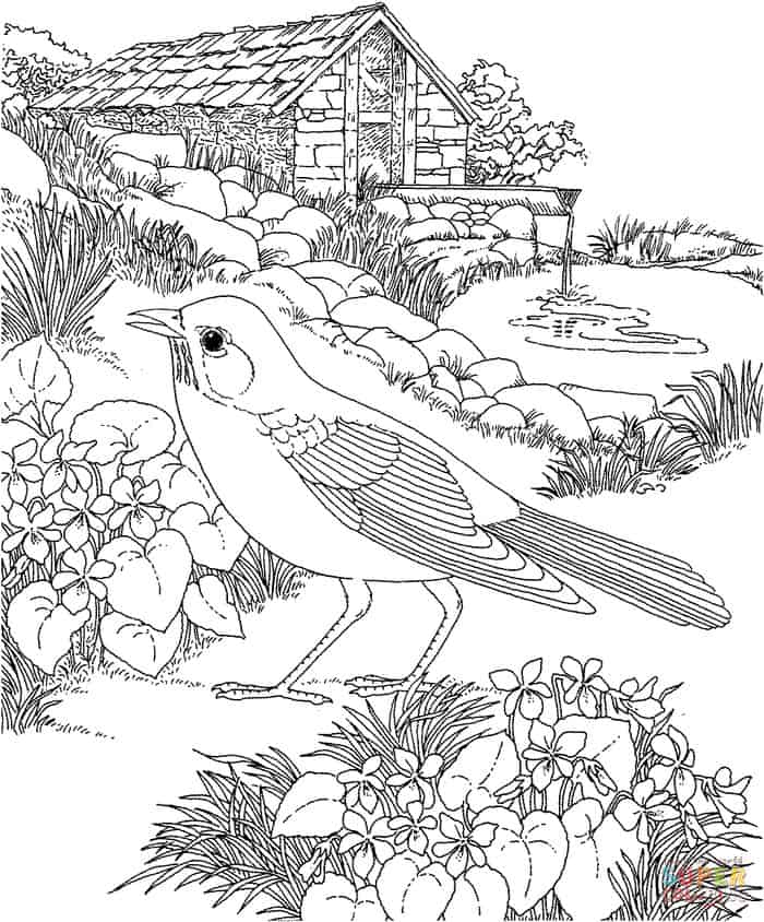 Realistic Bird Coloring Pages