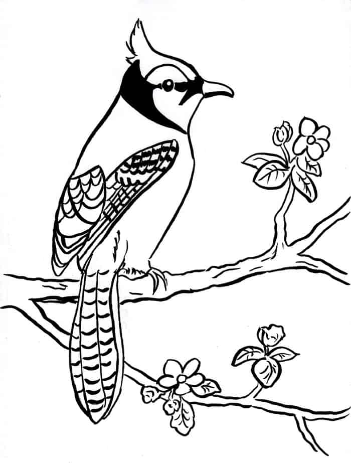State Bird Coloring Pages