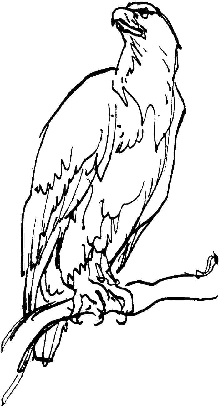 Adult Coloring Pages Bald Eagle