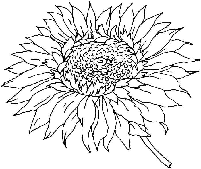 Adult Coloring Sunflower Pages