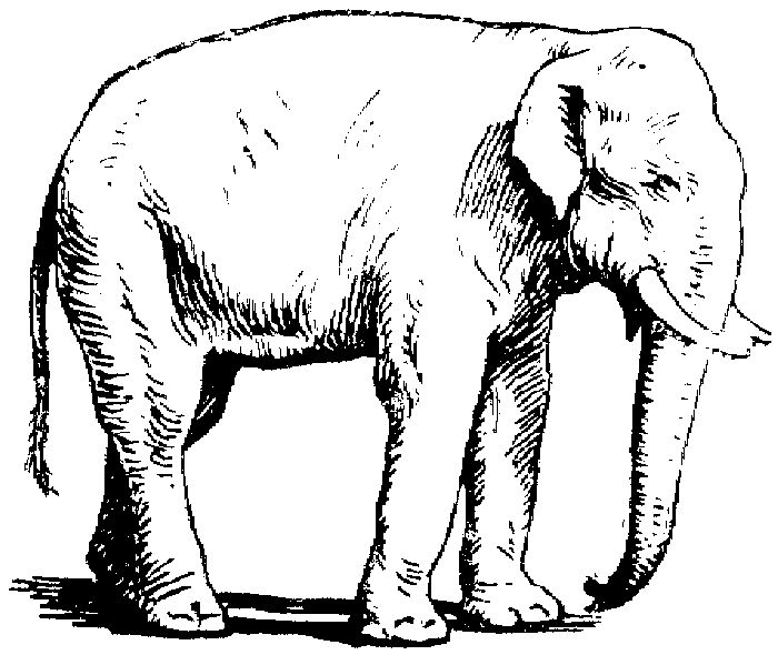 Adult Elephant Coloring Pages