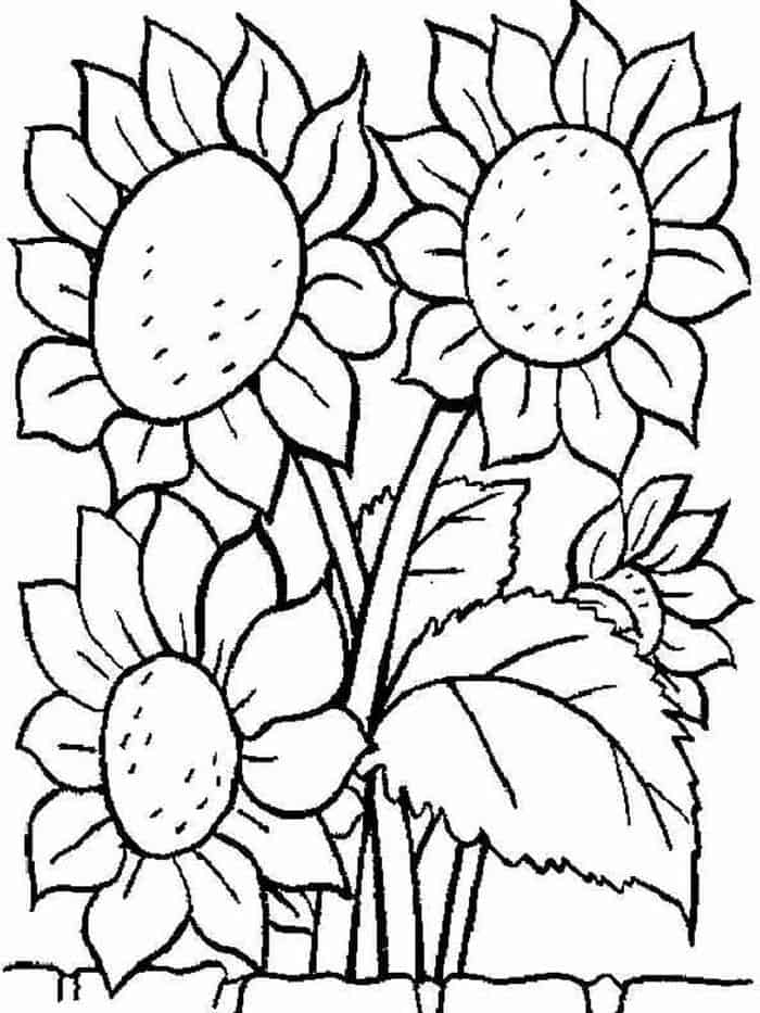 Adult Printable Coloring Pages Sunflower