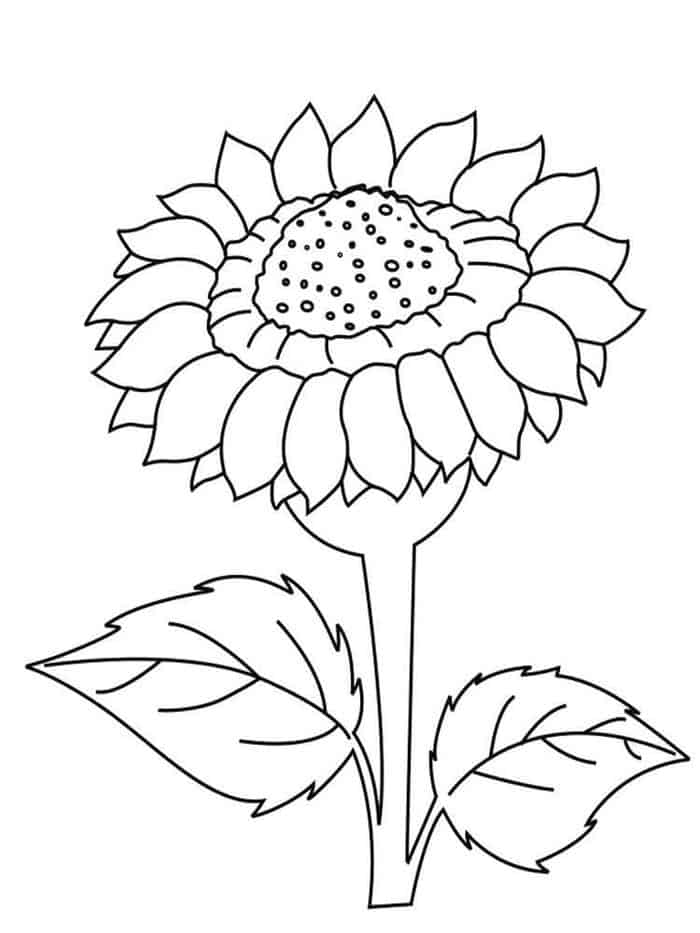 Adult Sunflower Coloring Pages