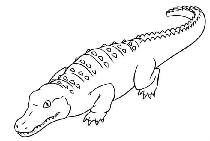 American Crocodile Coloring Pages