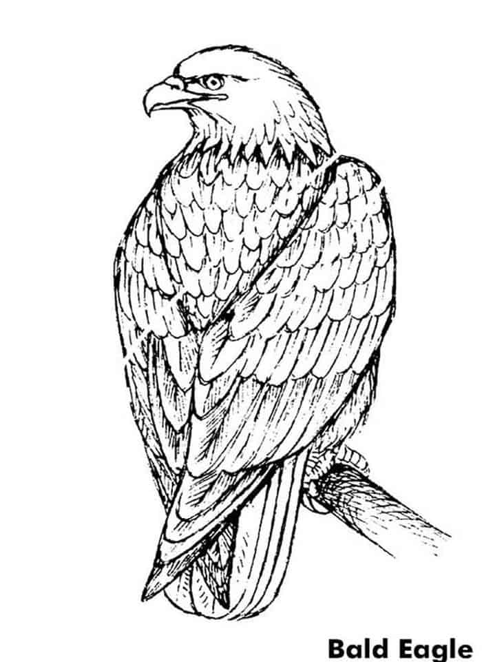 Bald Eagle Coloring Pages Free