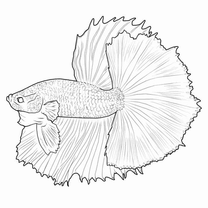 Beta Fish Coloring Pages