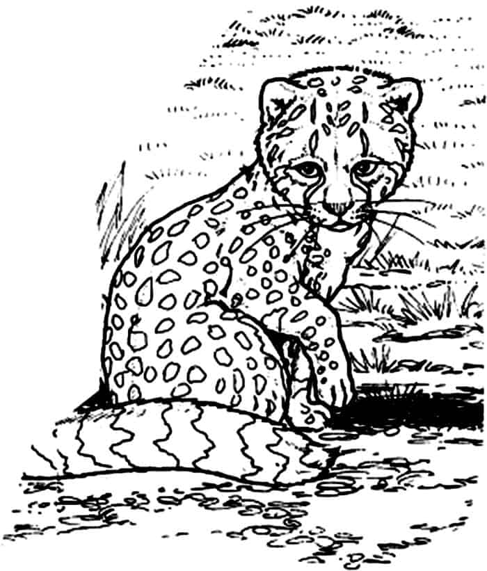 Cheetah Baby Coloring Pages