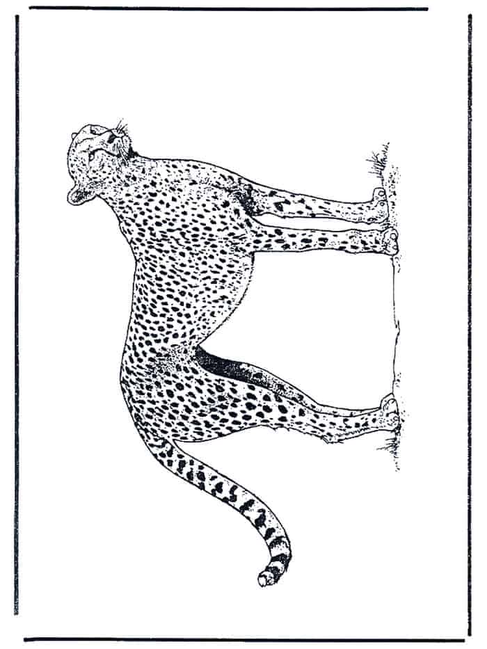 Cheetah Coloring Pages.