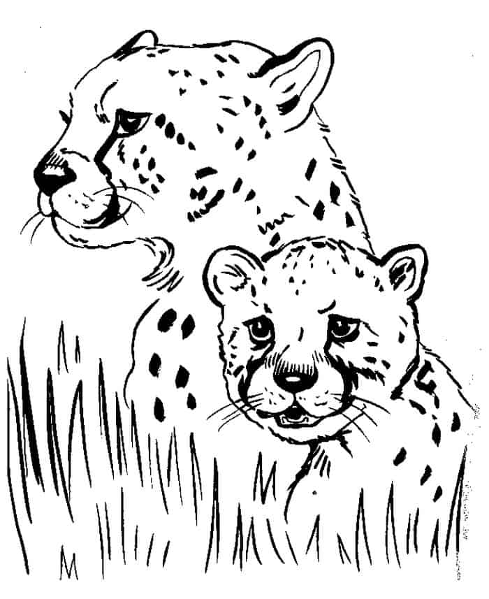 Cheetah Cubs Coloring Pages