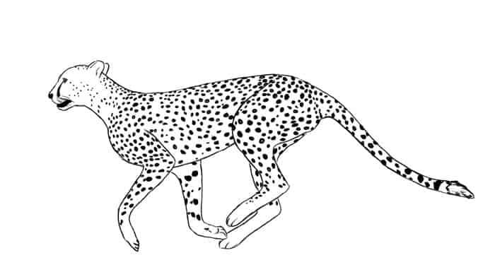 Cheetah Free Coloring Pages