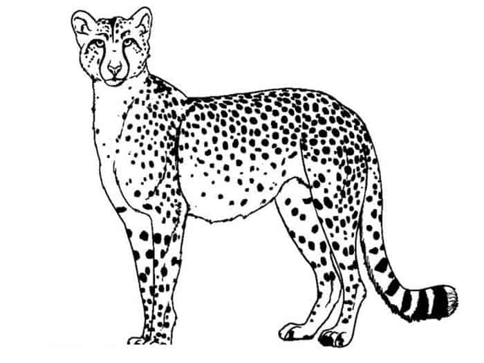 Cheetah Zen Coloring Pages
