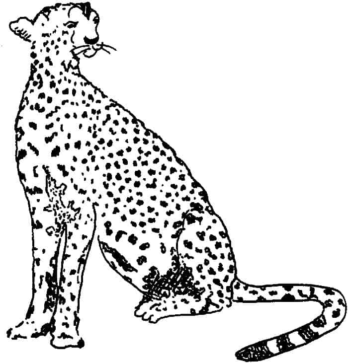 Coloring Book Pages Cheetah