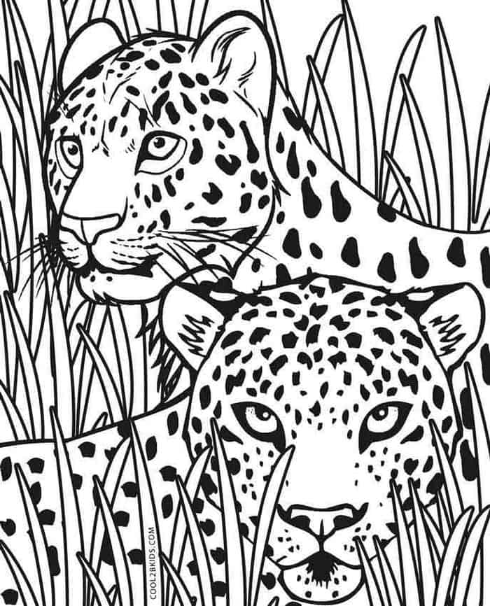 Coloring Book Pages Safari Cheetah