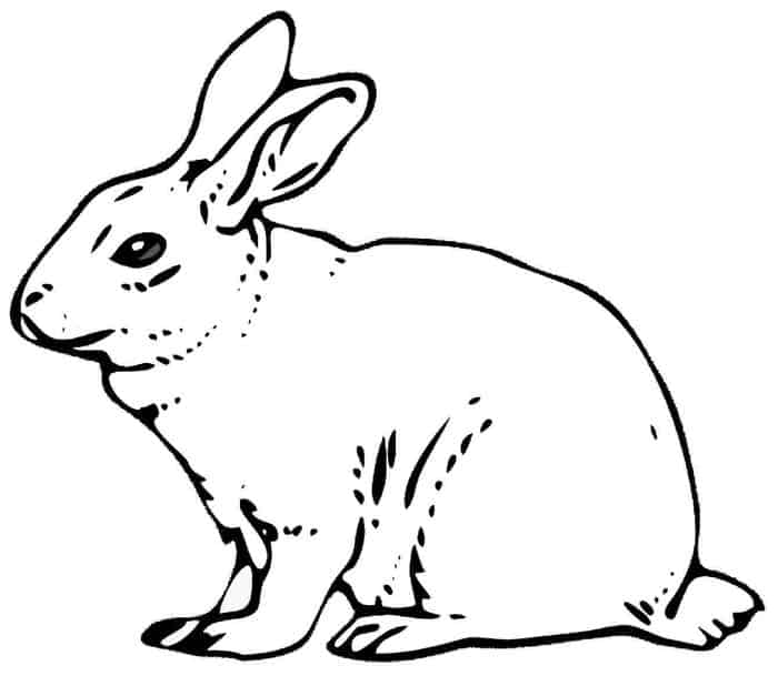 Coloring Pages Adults Rabbit