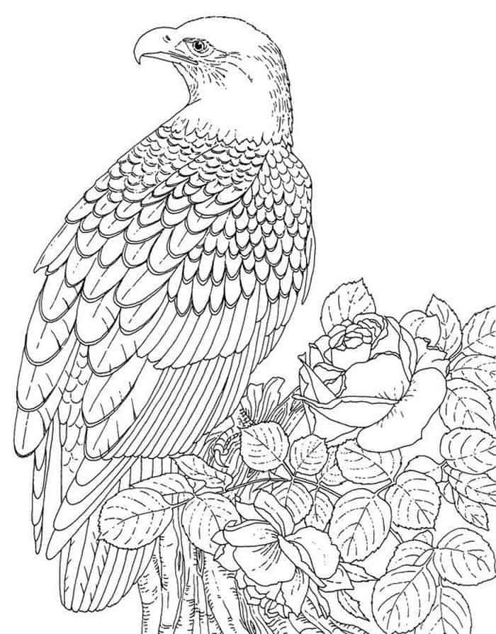 Coloring Pages Bald Eagle