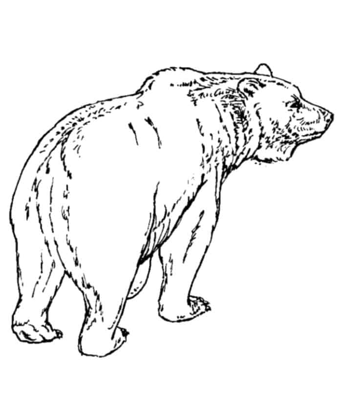 Coloring Pages Bear