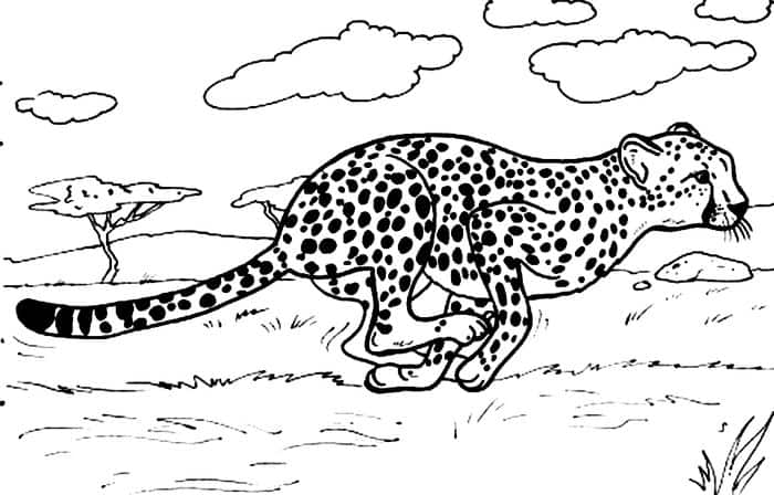 Coloring Pages Cheetah Pdf