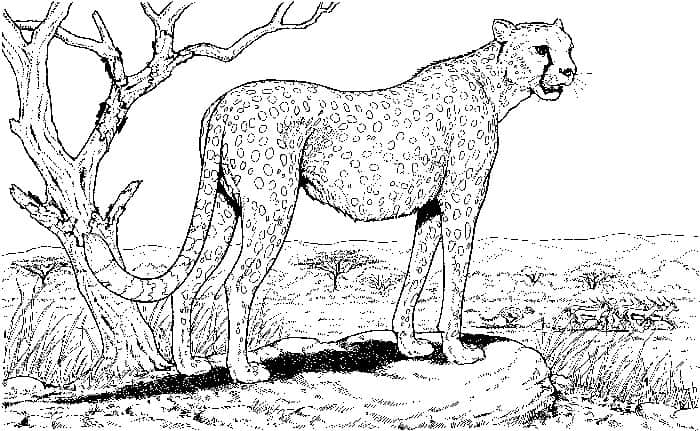Coloring Pages Cheetah