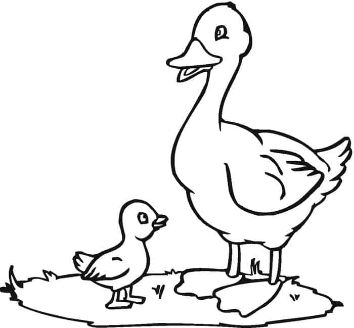 Coloring Pages Duck