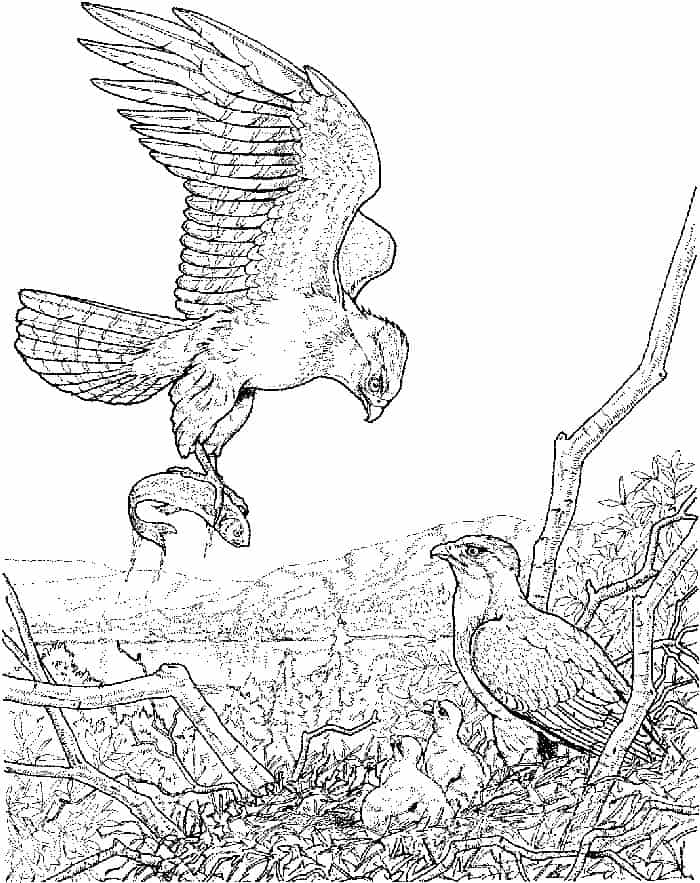 Coloring Pages Eagle Catching Salmon