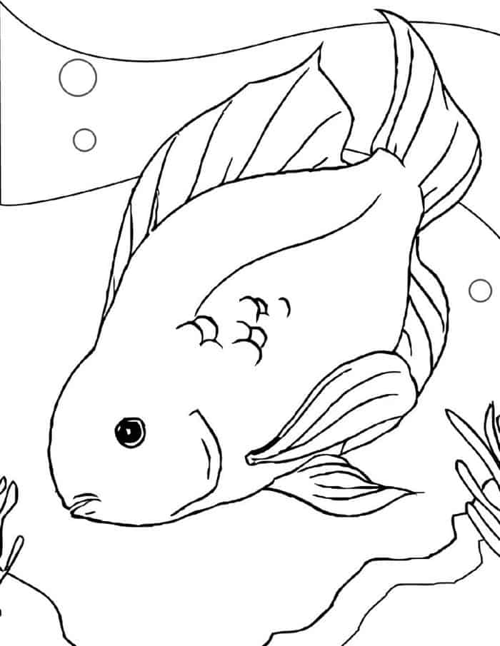 Coloring Pages Fish