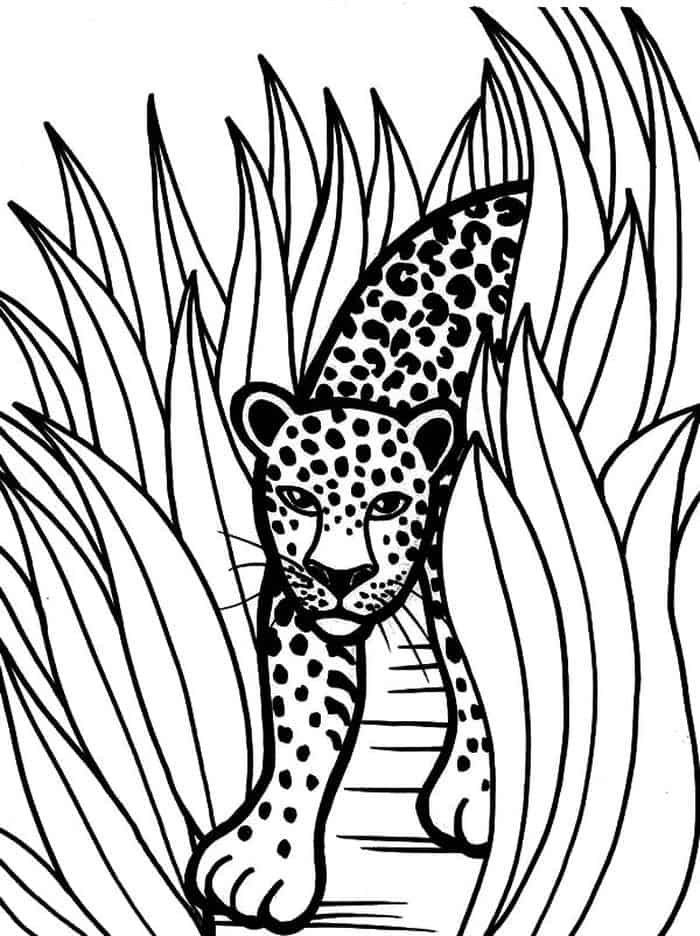 Coloring Pages For Cheetah
