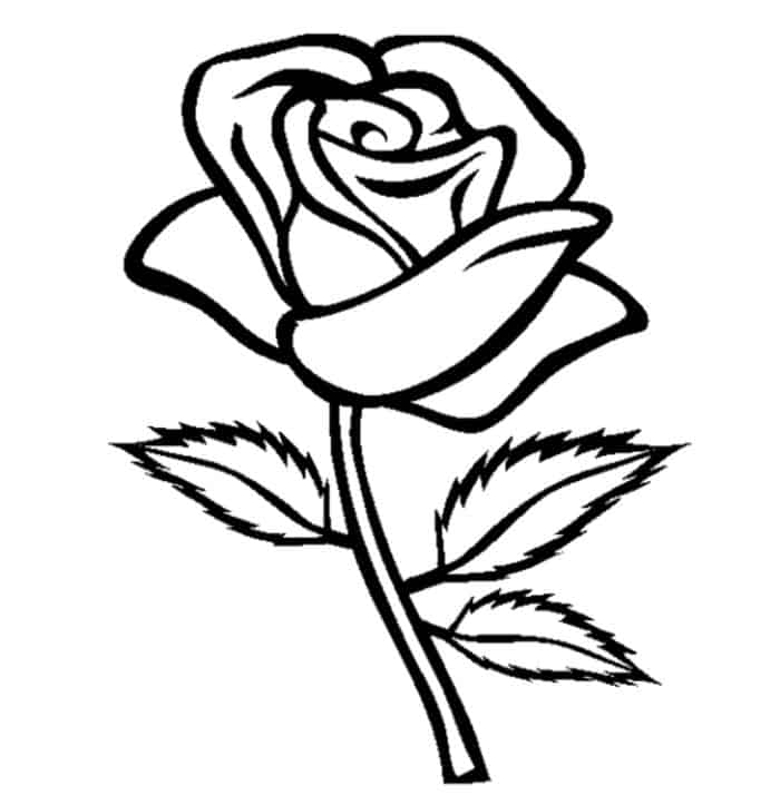Coloring Pages More Rose
