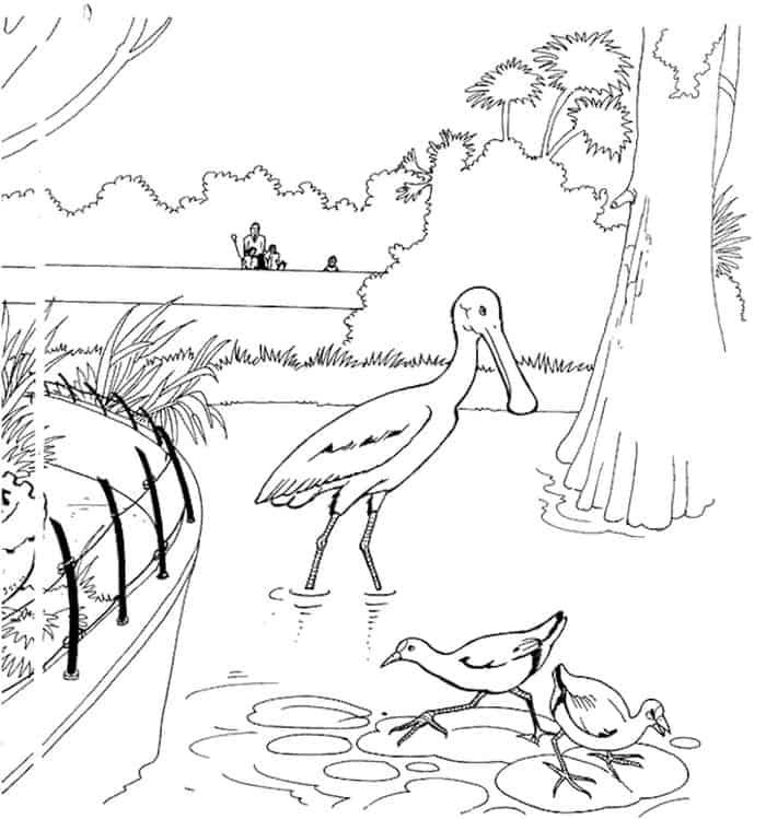 Coloring Pages Of The Zoo And More